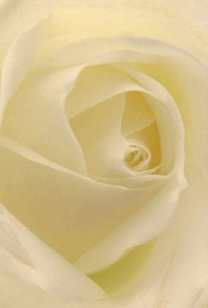 Gazing into the heart of this classic white rose, one can almost sense the soft hush that settles over Loughton at sunrise. Layers of creamy petals overlap in a tranquil spiral, each one glowing with subtle hints of light and shadow, illuminated as if from within. The artistry is clear in the flawless, organic arrangement, every curve speaking of patience, purity, and the meticulous attention given by Loughton's skilled florists. It is a bloom imbued with versatility-equally perfect for a new romantic gesture, an apology, or standing gracefully on a wedding table near Loughton's High Road. The smooth texture and near-translucence of the outer petals suggest both dignity and delicate resilience, while the understated palette blends hints of cream and white that conjure freshness-like morning dew on the lawns of Epping Forest. Each inhalation brings the clean, serene scent that defines such blooms, underscoring the care with which they're chosen and prepared for special deliveries across Loughton, making every occasion just a touch more sincere and beautiful.
